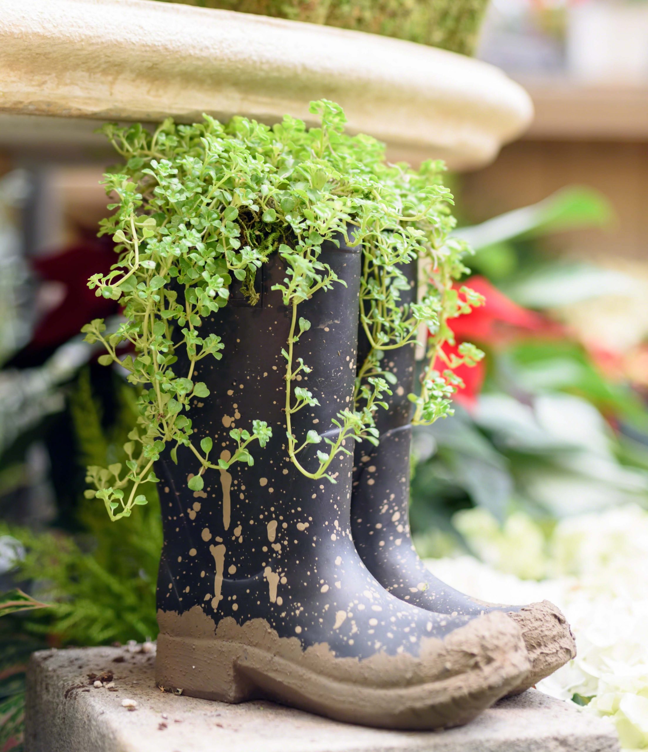 Botas de lluvia usadas como macetas, llenas de plantas verdes, sobre una superficie en un jardín.