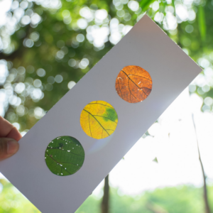 Educación Ambiental para la Sostenibilidad (EAS)