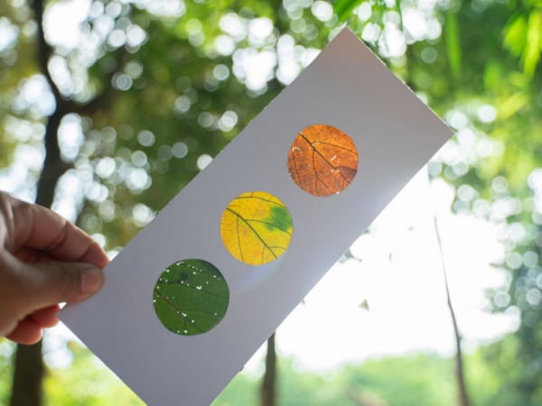 Educación Ambiental para la Sostenibilidad (EAS)