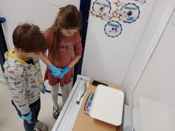 Taller de plástico en animales marinos para niños