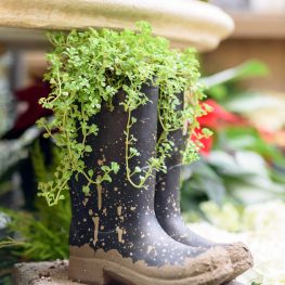 Botas de lluvia usadas como macetas, llenas de plantas verdes, sobre una superficie en un jardín.