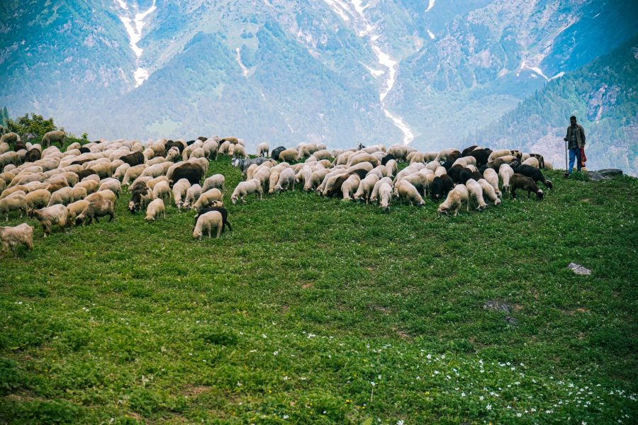 Herd of cattle and shepherd grazing in the green fields A herd of cattle and shepherd grazing in the green fields